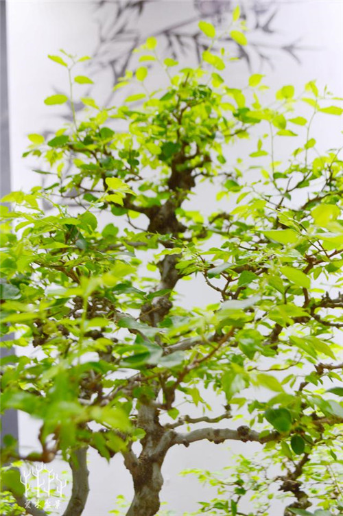 農(nóng)村常見的樹種——樸樹，養(yǎng)好了也難如此漂亮