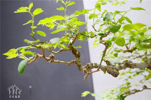 農(nóng)村常見的樹種——樸樹，養(yǎng)好了也難如此漂亮