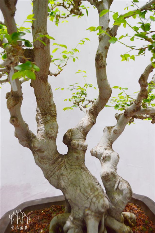 農(nóng)村常見的樹種——樸樹，養(yǎng)好了也難如此漂亮