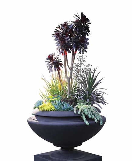 如何將多肉植物和仙人掌用到花園設(shè)計中