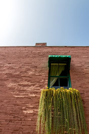 如何將多肉植物和仙人掌用到花園設(shè)計中