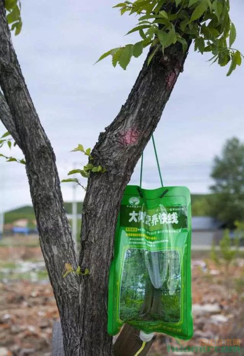 新型植保技術(shù) |可大大提高苗木的存活率