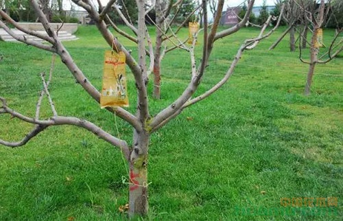 新型植保技術(shù) |可大大提高苗木的存活率