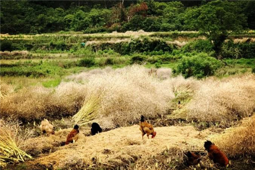 “趣村夏木塘”新聞發(fā)布會(huì)在江西萬(wàn)安舉行