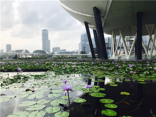 新加坡景觀專業考察 TIERRA事務所拜訪交流