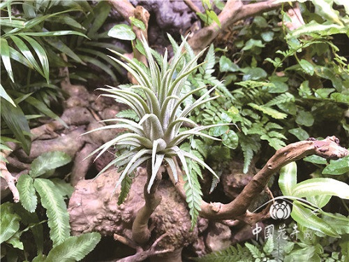 空氣鳳梨造景方式與養護技巧