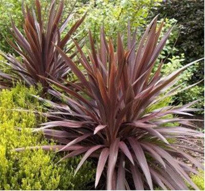 觀賞草在園林景觀中的運用