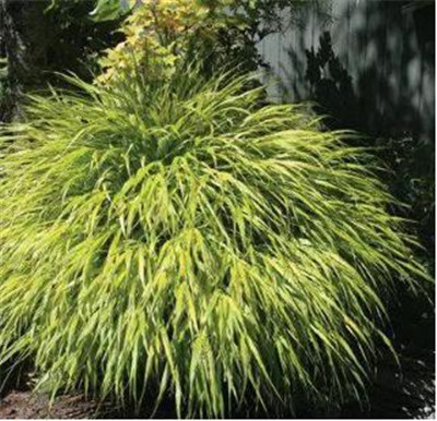 觀賞草在園林景觀中的運用