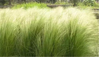 觀賞草在園林景觀中的運用