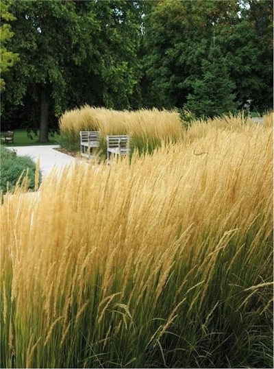 觀賞草在園林景觀中的運用