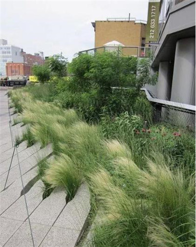 觀賞草在園林景觀中的運用