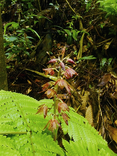 云南：黃連山保護(hù)區(qū)發(fā)現(xiàn)4種新植物