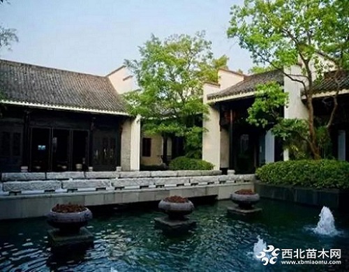 走進中式庭院，帶你領略苗木之美