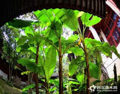 走進中式庭院，帶你領略苗木之美