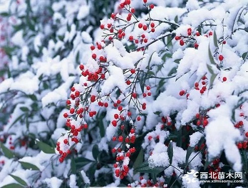 走進中式庭院，帶你領略苗木之美