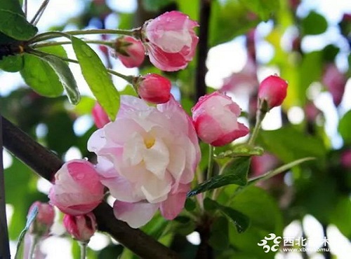 走進中式庭院，帶你領略苗木之美