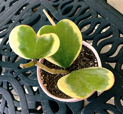 多肉植物的多姿多彩