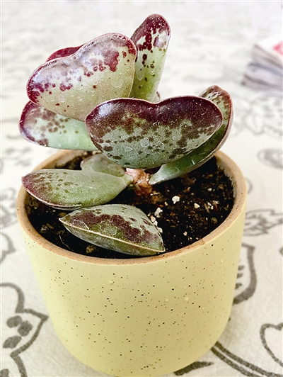 多肉植物的多姿多彩