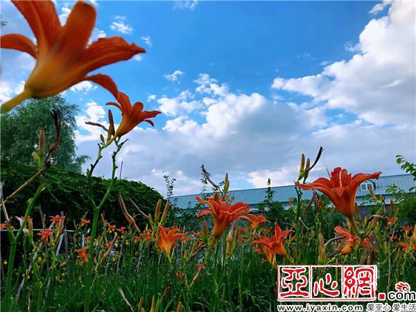 新疆：千里綠廊　百花爭艷別樣美