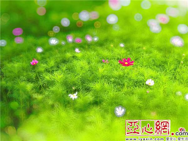新疆：千里綠廊　百花爭艷別樣美
