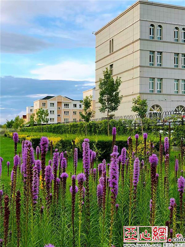 新疆：千里綠廊　百花爭艷別樣美