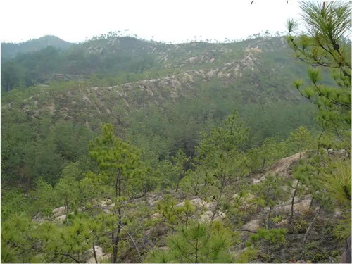 繁榮的森林景觀：實現可持續未來的關鍵