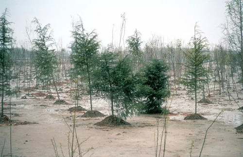 繁榮的森林景觀：實現可持續未來的關鍵