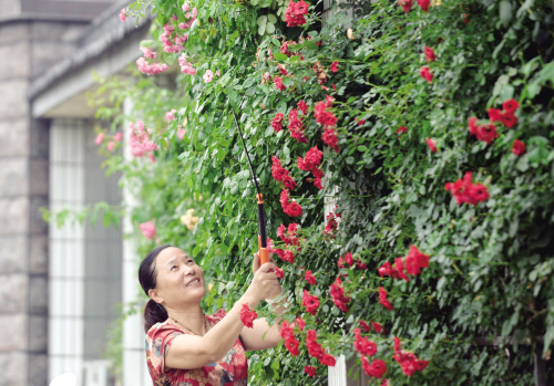 浙江嘉興：閑庭信步棲詩意