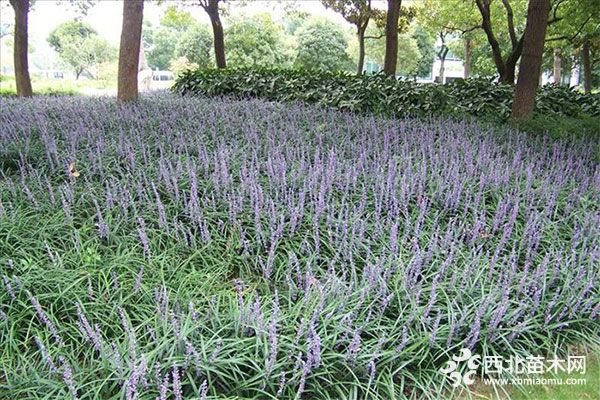 綠化應用中，常用鑲邊植物都有哪些？