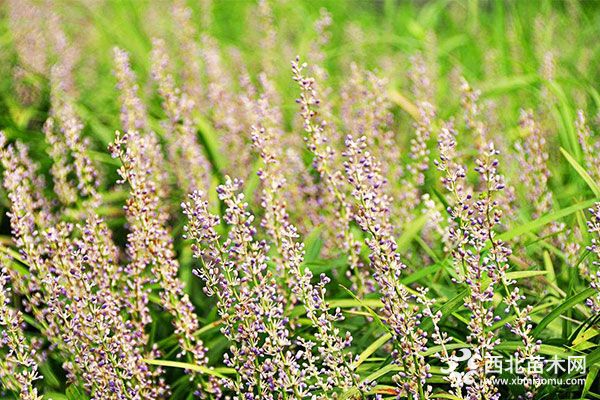 綠化應用中，常用鑲邊植物都有哪些？