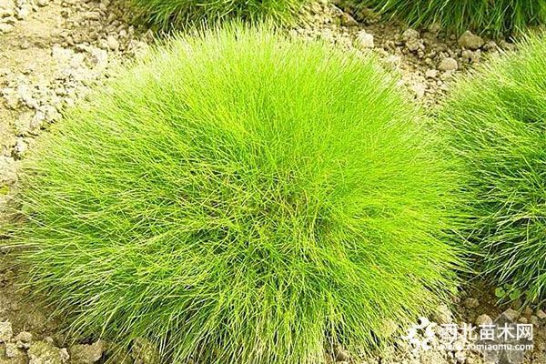 綠化應用中，常用鑲邊植物都有哪些？