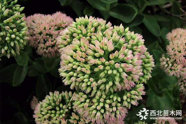 綠化應用中，常用鑲邊植物都有哪些？