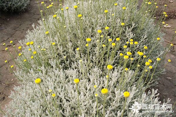 綠化應用中，常用鑲邊植物都有哪些？