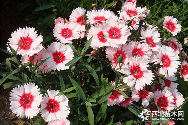 綠化應用中，常用鑲邊植物都有哪些？