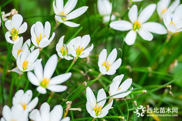 綠化應用中，常用鑲邊植物都有哪些？