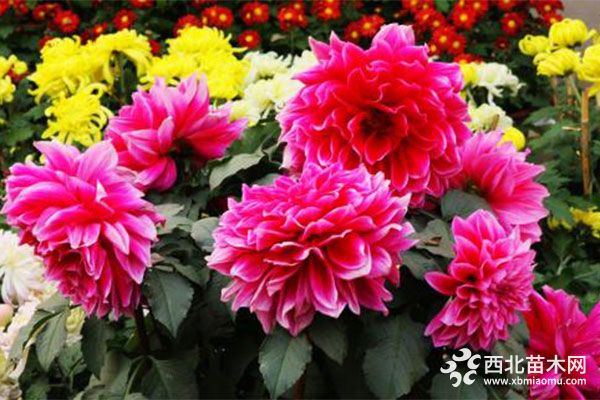 綠化應用中，常用鑲邊植物都有哪些？