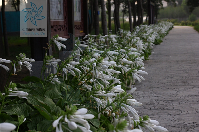 綠化應用中，常用鑲邊植物都有哪些？