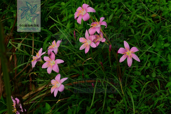 綠化應用中，常用鑲邊植物都有哪些？