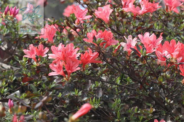 綠化應用中，常用鑲邊植物都有哪些？