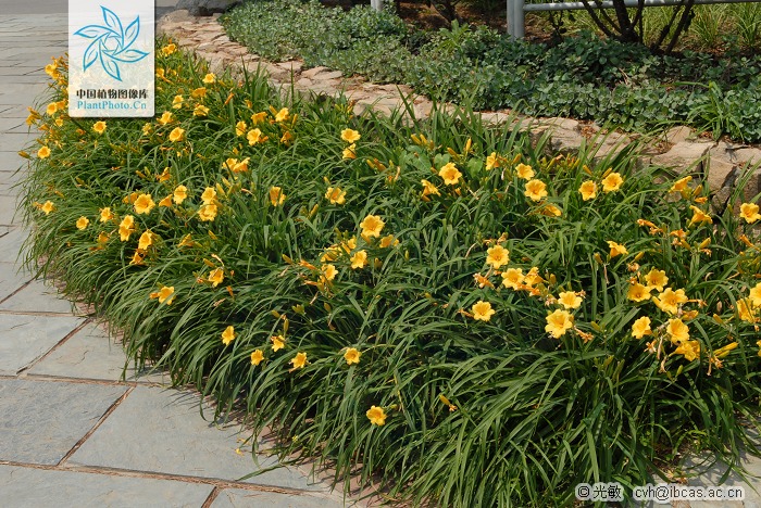 綠化應用中，常用鑲邊植物都有哪些？