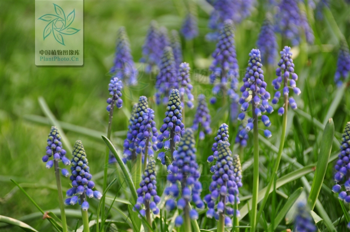 綠化應用中，常用鑲邊植物都有哪些？