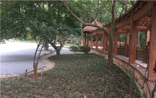 園冶杯專業(yè)獎(jiǎng):中山陵園風(fēng)景區(qū)頭陀嶺區(qū)域環(huán)境整治工程