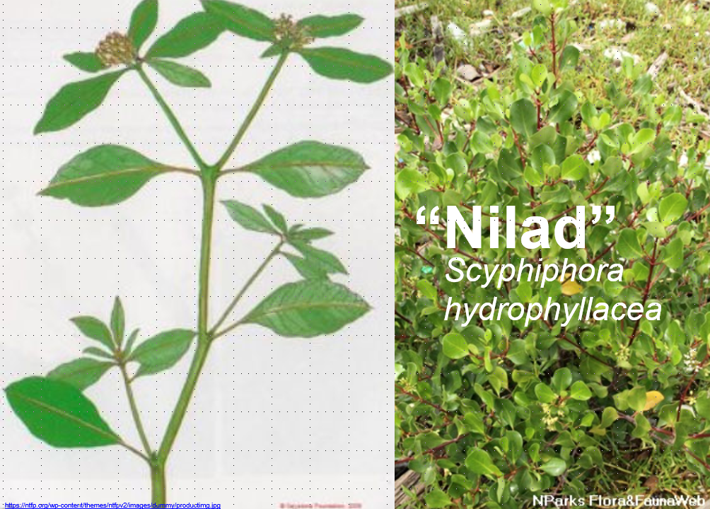 Jose ntonio P.Bimbao：走近日落——馬尼拉的動(dòng)態(tài)海濱區(qū)域