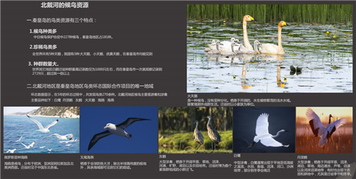 白祖華：東沙河上的《天鵝湖》