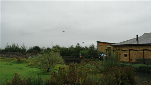 白祖華：東沙河上的《天鵝湖》