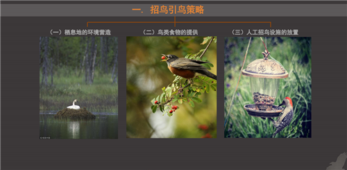 白祖華：東沙河上的《天鵝湖》