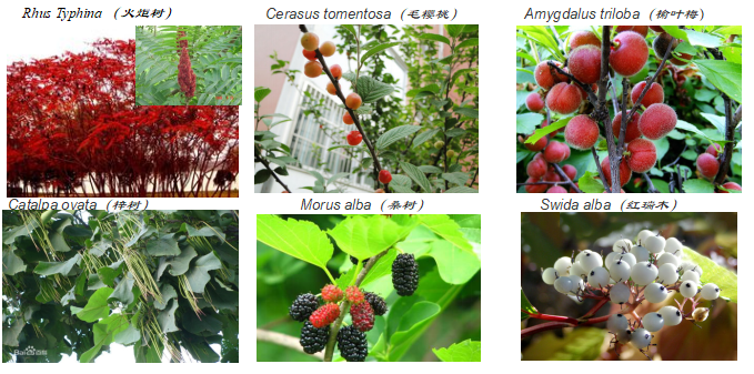 王文杰：哈爾濱城市森林研究看生態(tài)城市建設(shè)