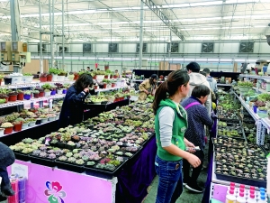 北京花鄉(xiāng):花香中道別四大花卉交易市場