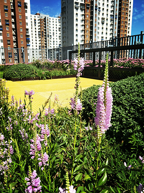 園冶杯專業(yè)獎(jiǎng)：工業(yè)大學(xué)附中低碳屋頂花園