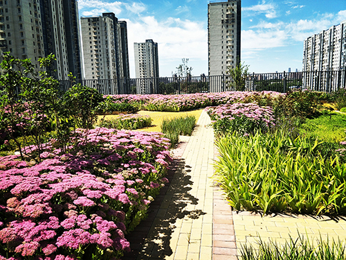 園冶杯專業(yè)獎(jiǎng)：工業(yè)大學(xué)附中低碳屋頂花園